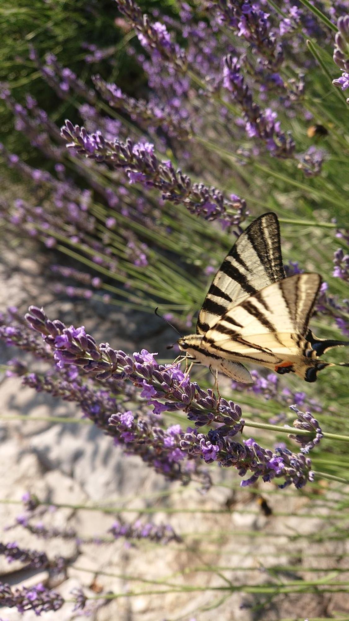 Penzion Mimi Bled Exteriér fotografie